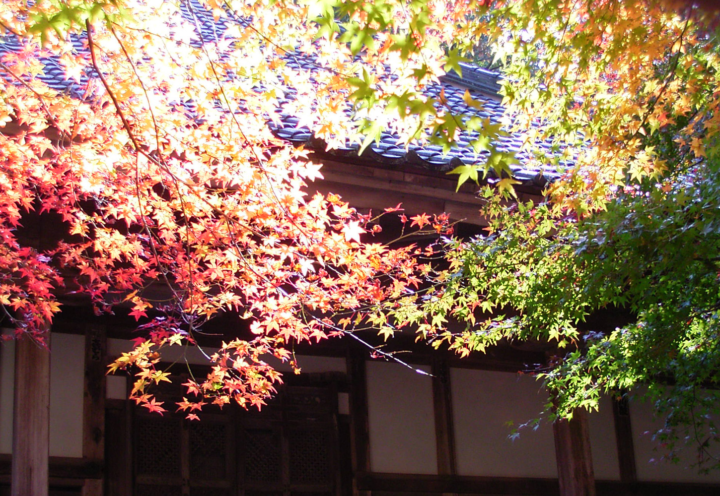一華寺の庭と樹木
